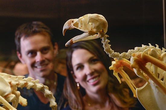 Small bird skeleton at the Museum of Central Australia