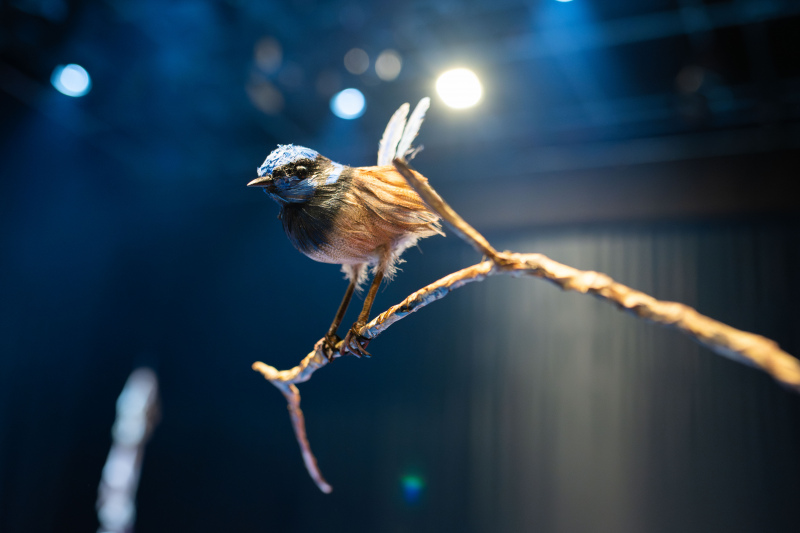 Australian Dance Theatre - Marrow - Blue Fairy Wren, made by Ninian Donald, photography credit Morgan Sette